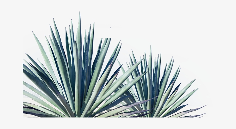 Tequila101 Q2 Img - Plants, transparent png download