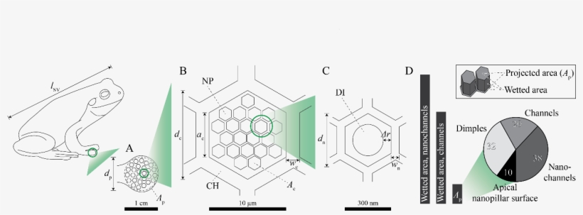 Schematic Overview Of The Surface Pattern On A Tree - Frog, transparent png download