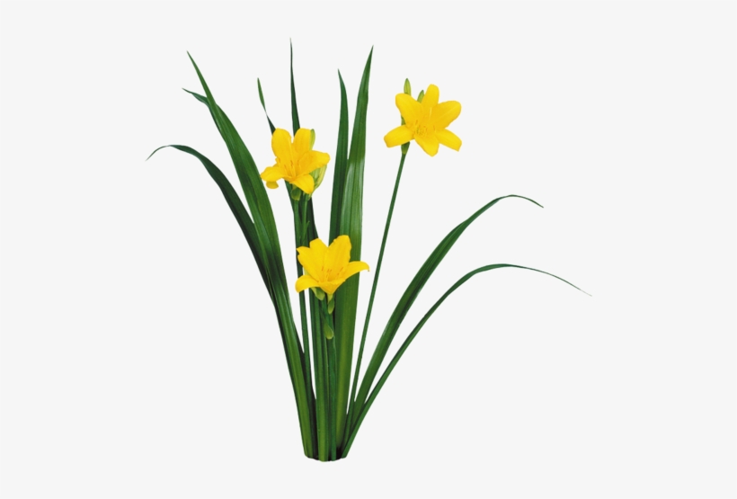 0 11ca45 187d8a93 Orig - Narcissus, transparent png download