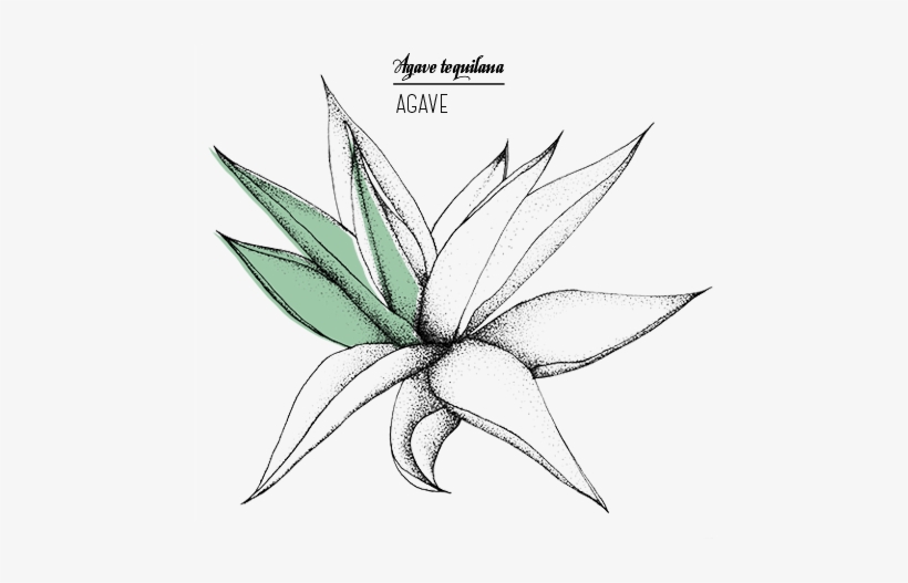 Agave[2] - Agave Azul, transparent png download