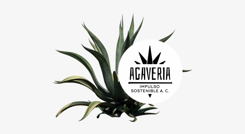 Nos Interesa El Desarrollo De La Cultura Del Agave, - Logo Impulso Agaveria, transparent png download