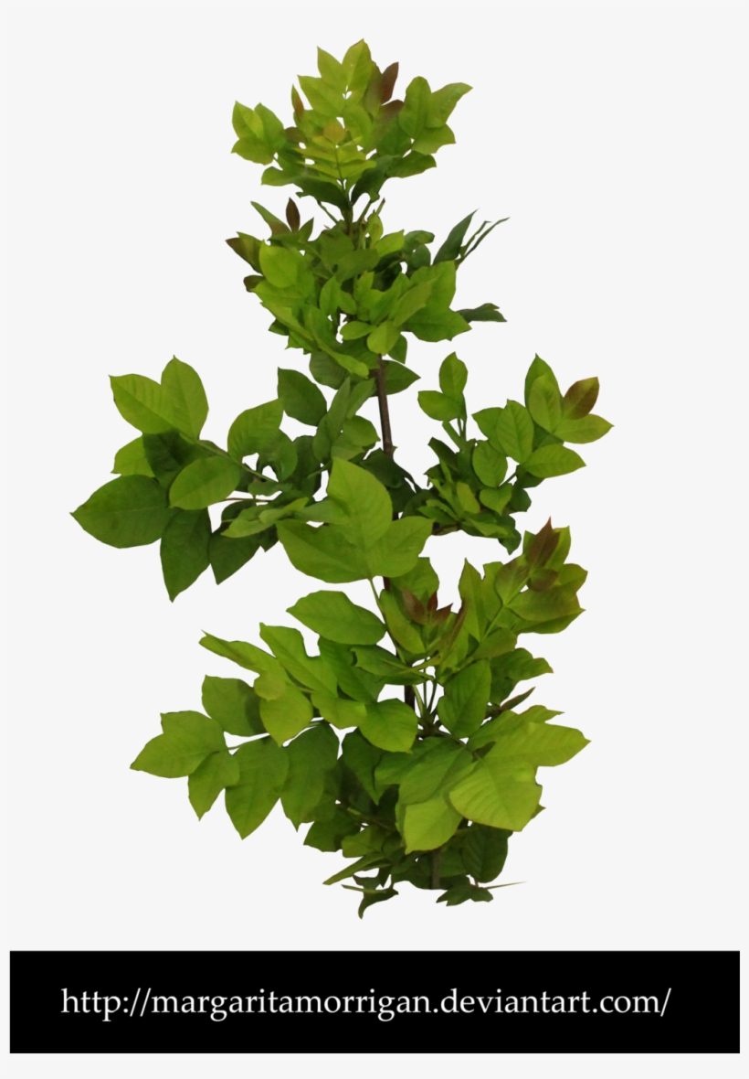 Shrub By Margarita-morrigan - Shrub, transparent png download