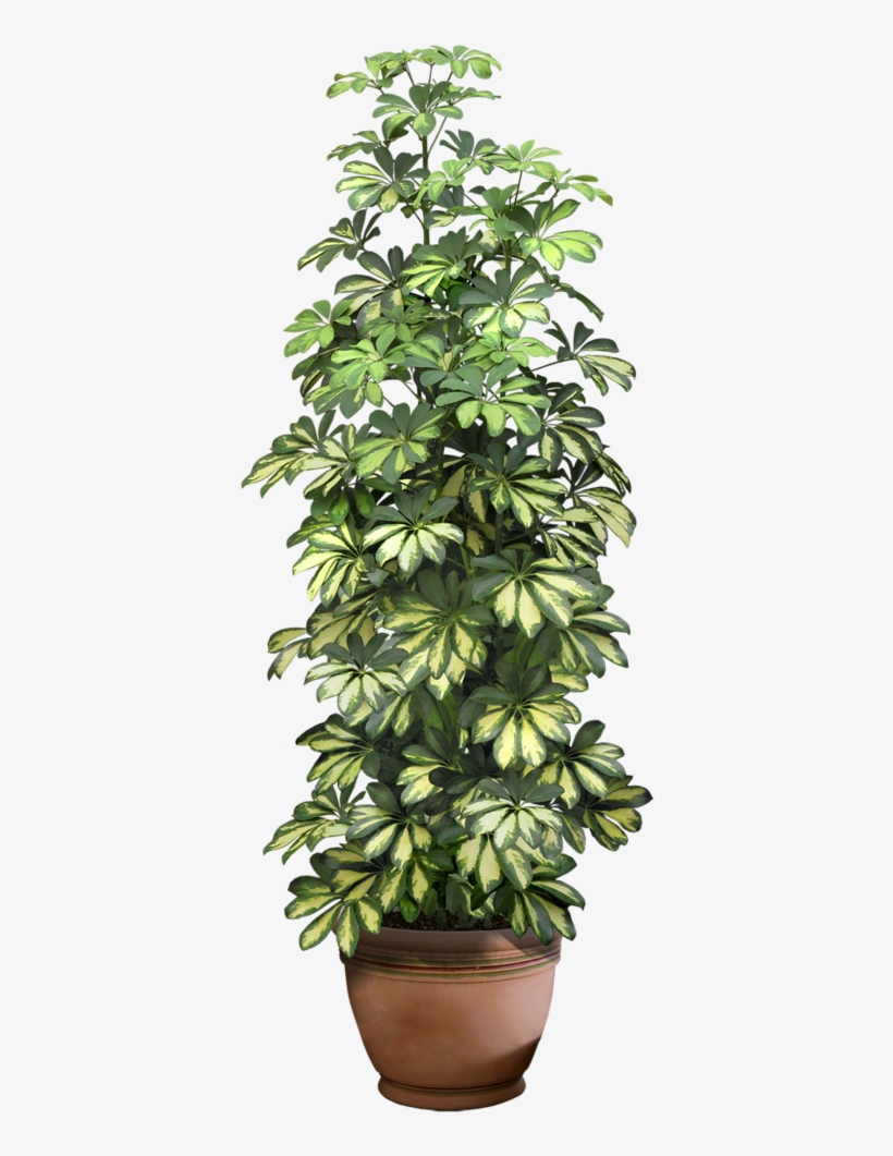 0 9ddb1 5c7a292c Xxl - Pot Plant Transparent Background, transparent png download