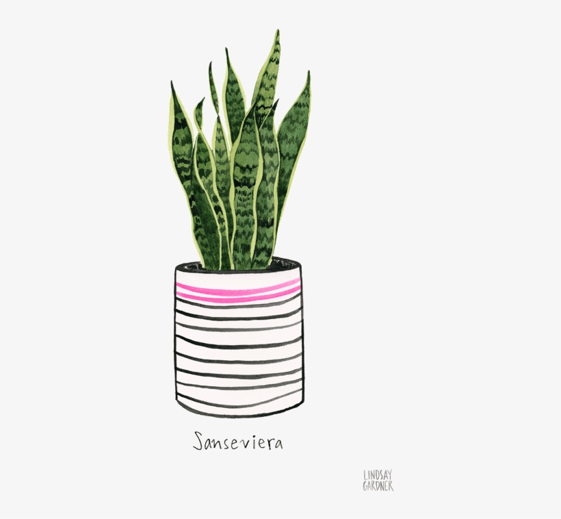 "sanseviera" Watercolor Painting By Lindsay Gardner - Flowerpot, transparent png download