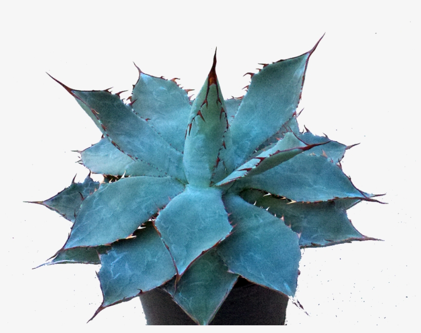 Agave Guadalajarana - Agave Azul, transparent png download