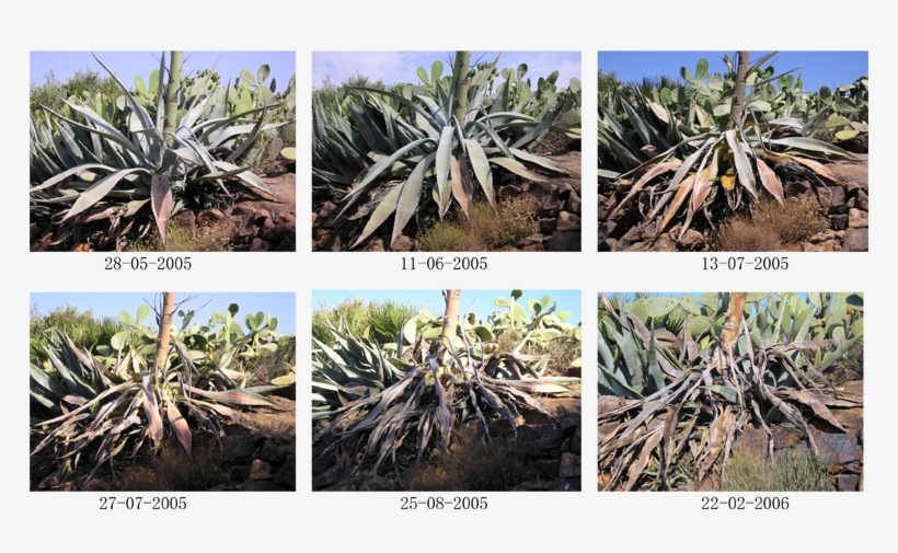 The Dying Process - Ciclo De Vida Del Maguey, transparent png download