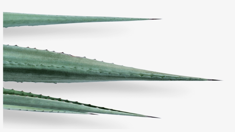 Bienvenido A - Tequila, transparent png download