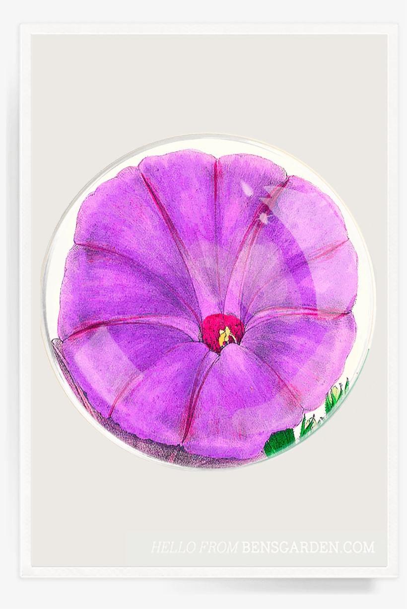 Ben's Garden, transparent png download