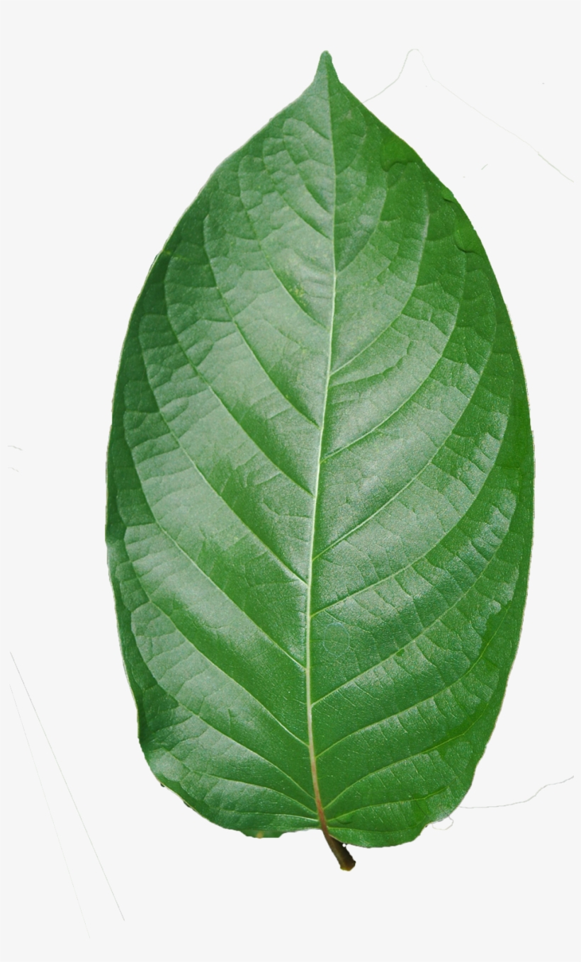 Premium Maeng Da, transparent png download