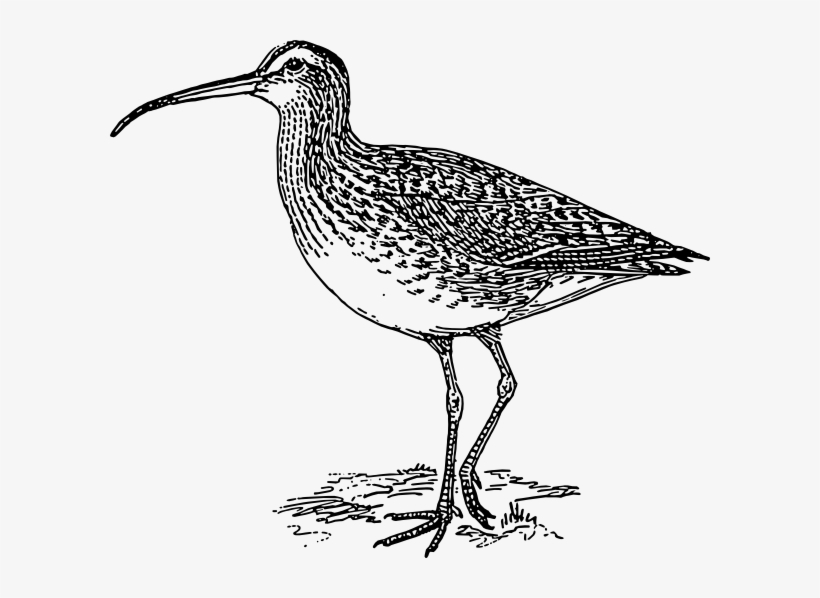 Curlew Bird Svg Clip Arts 600 X 518 Px, transparent png download