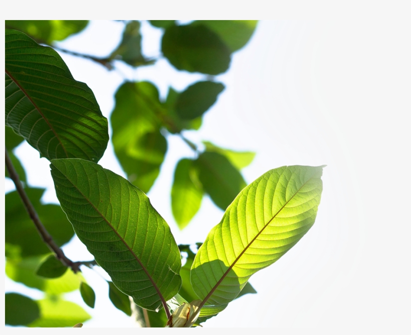 Premium Kratom For Sale, transparent png download