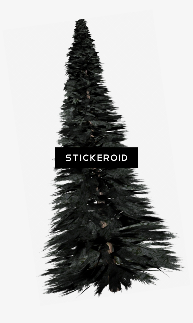 Pine Tree, transparent png download