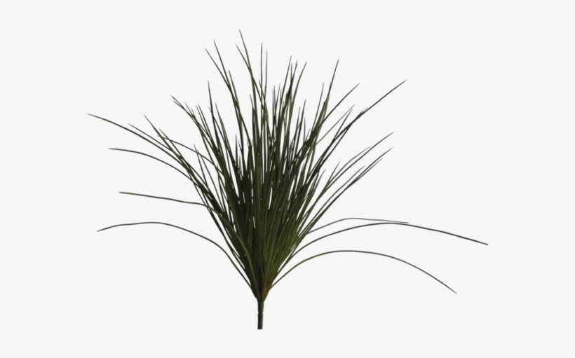 Wild Grass Png, transparent png download