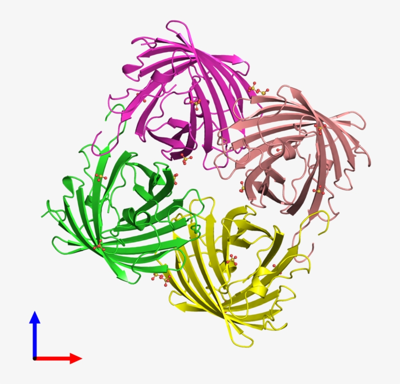 Pdb 2vvh Coloured By Chain And Viewed From The Front, transparent png download