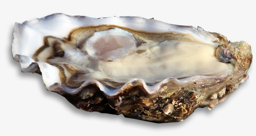 Previous, transparent png download