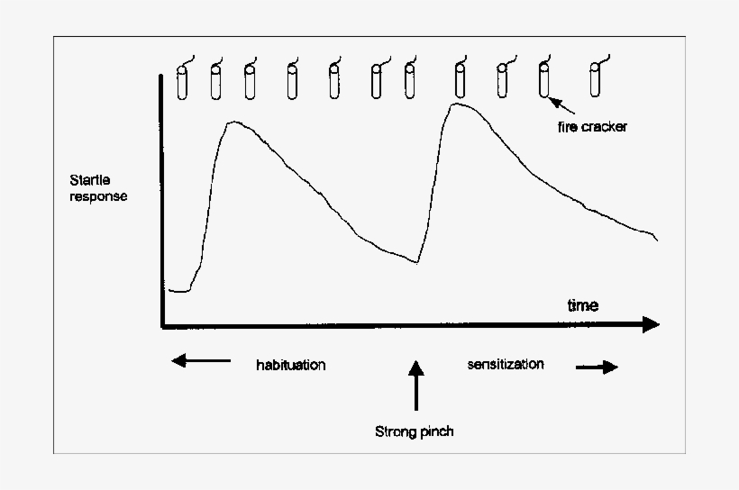 Habituation And Sensitization Exemplified By The Startle, transparent png download