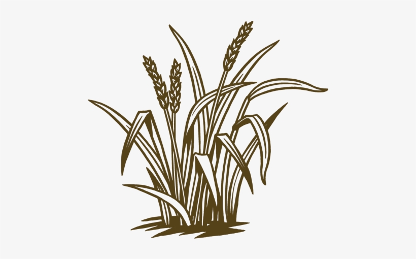 Free To Forage Naturally On Nutritious Green Pasture, transparent png download