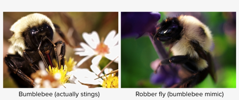 Community Ecology, transparent png download