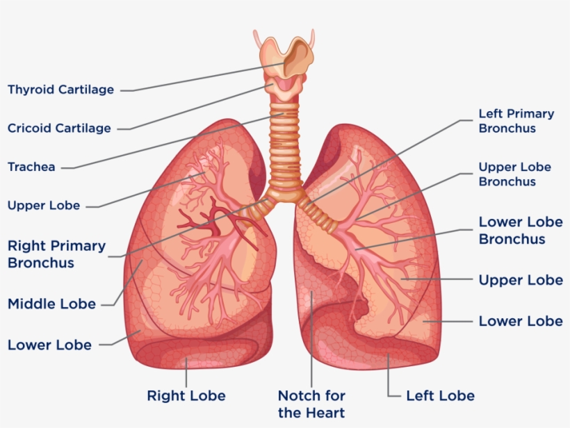 The Heart And Lungs Are Located In The Thorax, Or Chest, transparent png download