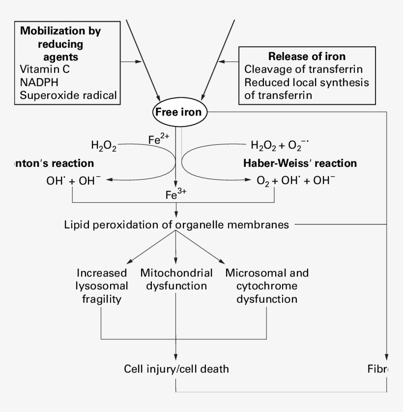 Mechanisms Of Iron Mediated Lung Diseases, transparent png download