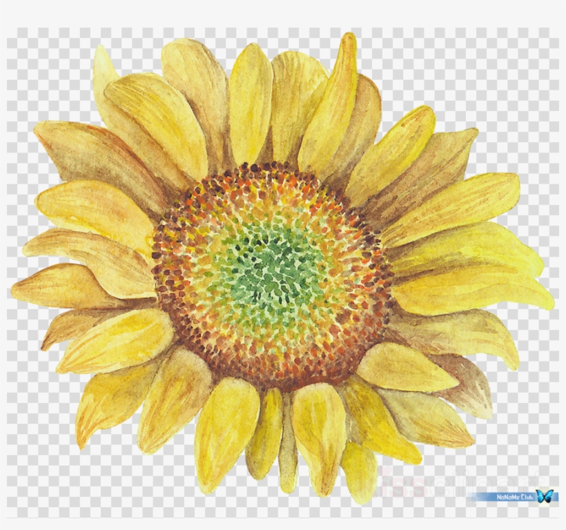 Sunflower Png Clipart Clip Art, transparent png download