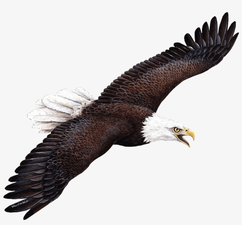 Wallsofthewild Giant Eagle Wall Sticker, transparent png download