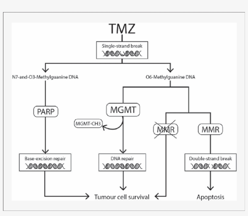 Mechanisms Of Resistance To Tmz, transparent png download