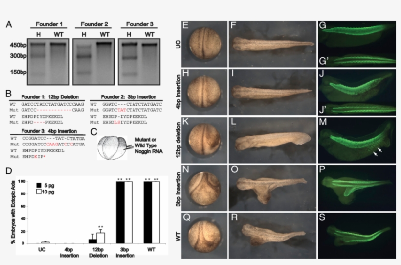 Germ Line Transmission Of Zfn Induced Noggin Mutations, transparent png download