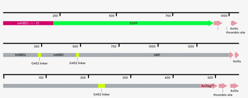 Constructs, transparent png download