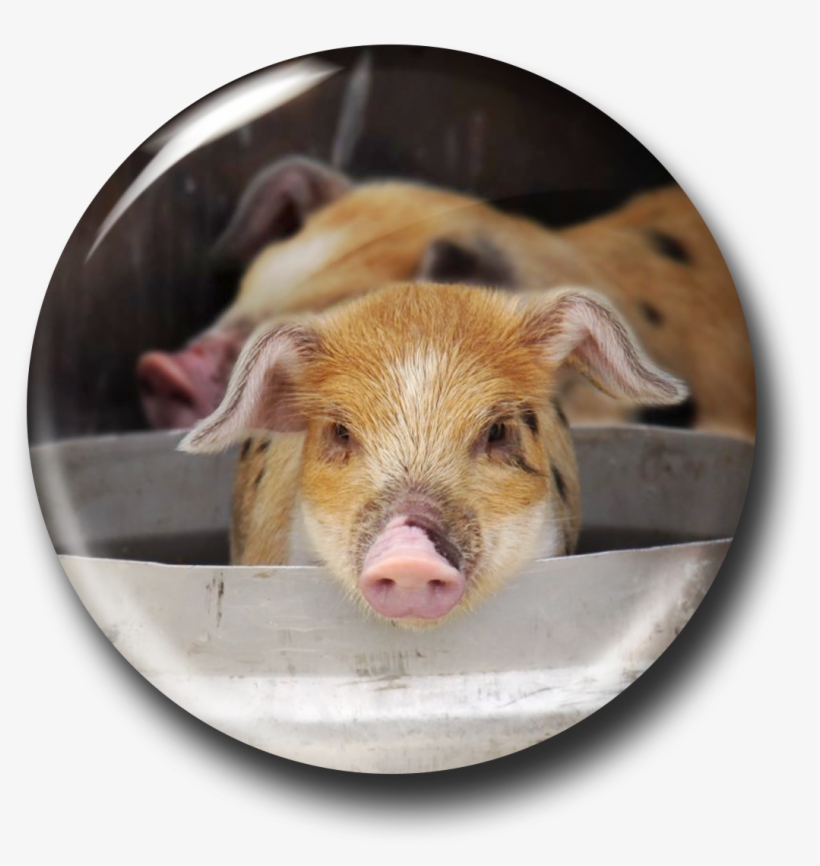 Here Piggy Piggy Transparent Png 1200x1200 Free Download On Nicepng