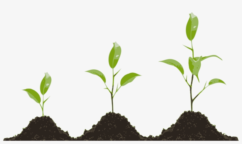 Plant Growth Png - Plant Growth Regulators, transparent png download