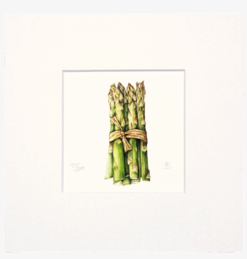 Asparagus Mini Print - Asparagus, transparent png download