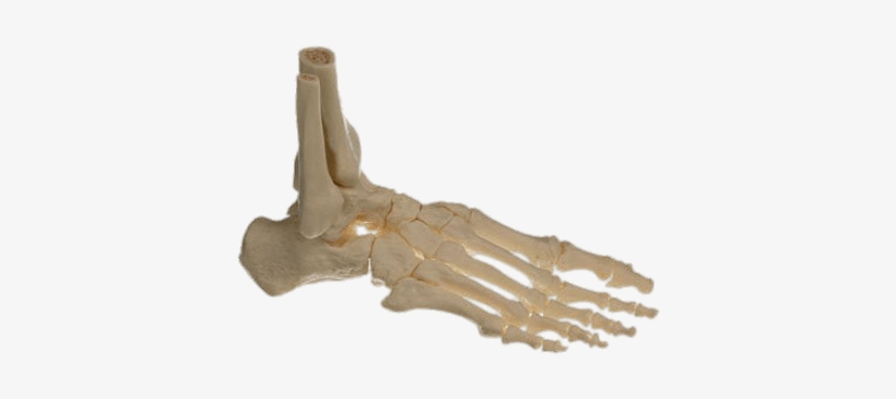 Bones Of The Foot - Somso Skeleton Of The Foot, Right (movable Joints), transparent png download