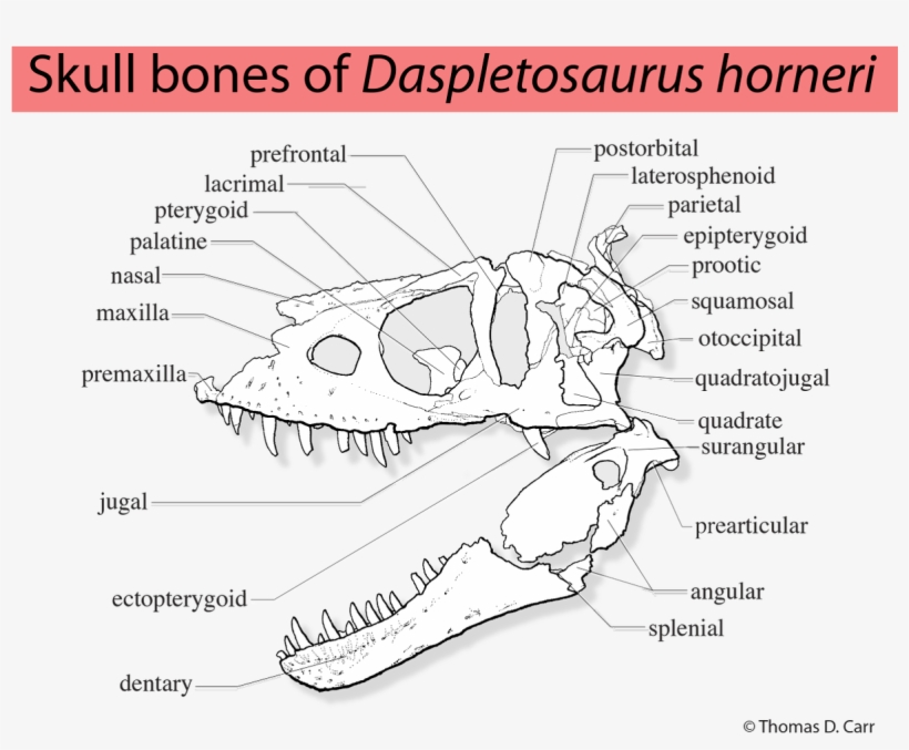 Thomas Carr On Twitter - Daspletosaurus Horneri Skull, transparent png download