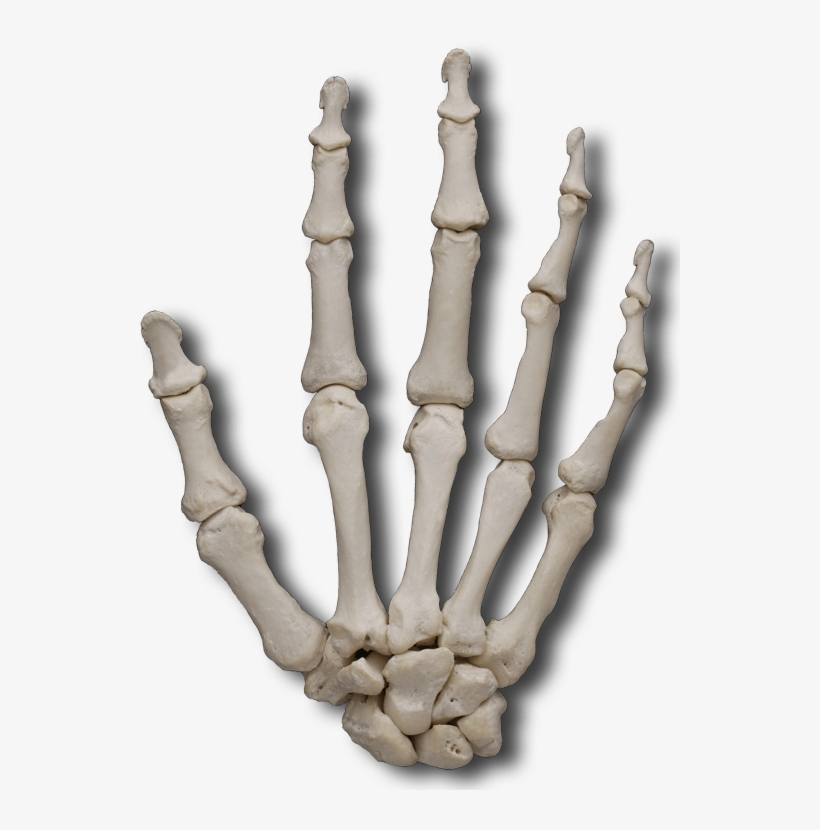 Carpal Bones - Meta Carpo, transparent png download