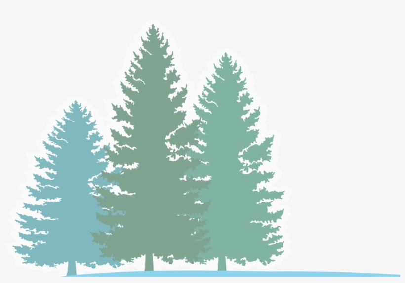 Pine River Forest Background - Colorado Spruce, transparent png download