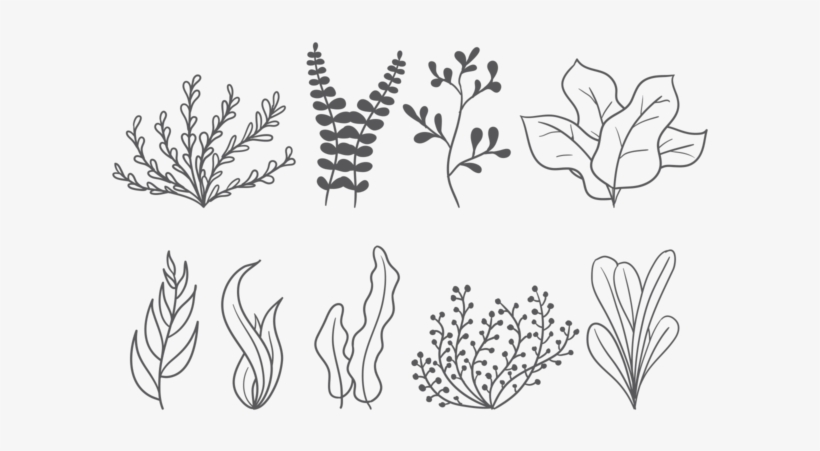 Sea Weed Vector Icons - Sea Weed Vector, transparent png download