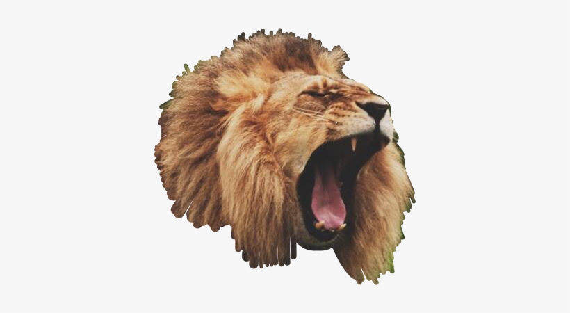 Masai Lion, transparent png download