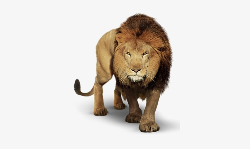 Lion Png For Picsart, transparent png download