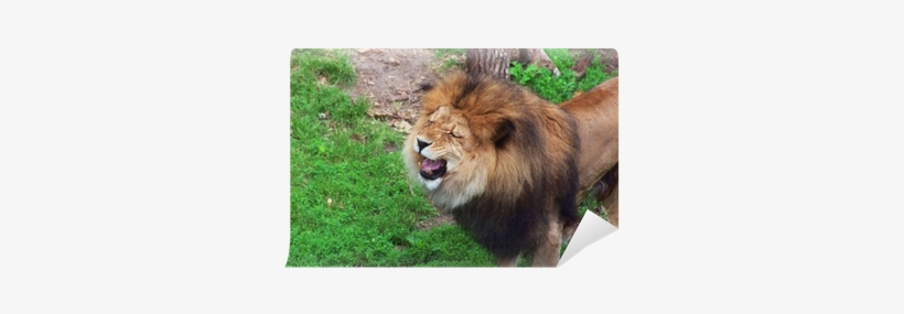 Masai Lion, transparent png download