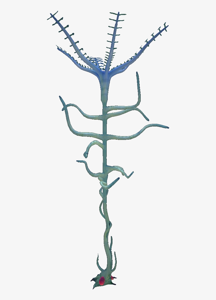 Blood Kelp Flora, transparent png download