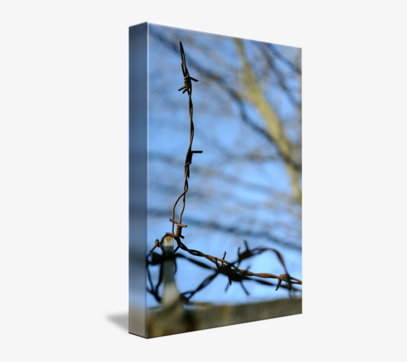 Spine Barbed Wire Png - Barbed Wire, transparent png download