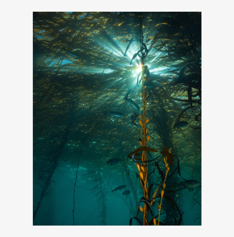 Giant Kelp Forest Ecosystem At Whaler's Cove What Lies - Point Lobos Kelp Forest, transparent png download