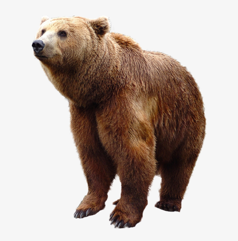 Grizzly Bear Standing Png Image - Grizzly Bear Bear Png, transparent png download