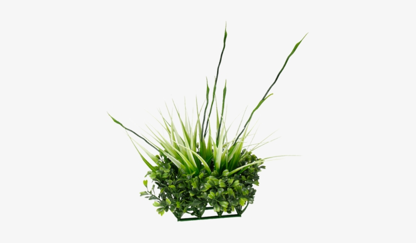 Tall Grass Png - Fluval Chi Boxwood & Tall Grass Ornament, transparent png download