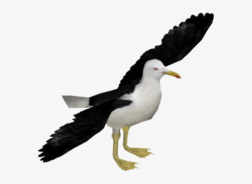 Kelp Gull - Great Black-backed Gull, transparent png download