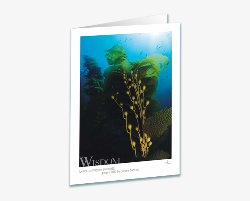 Kelp Forest Greeting Card - Underwater, transparent png download