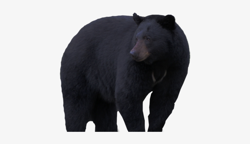 American Black Bear, transparent png download