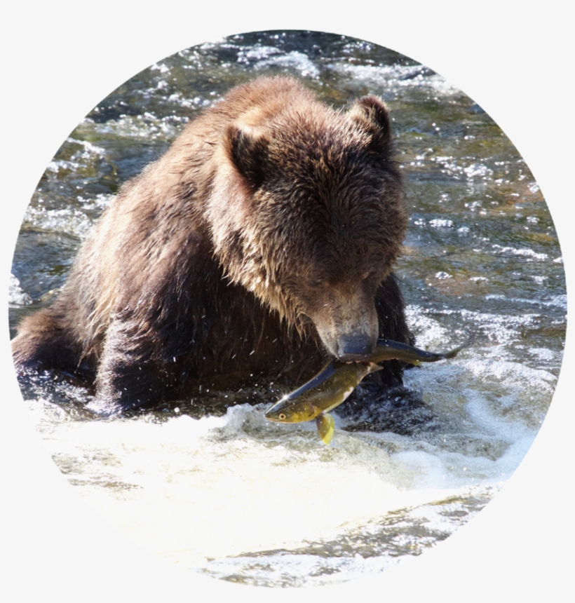 Find Out More - Grizzly Bear, transparent png download