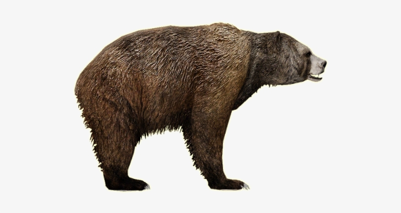 Bear Png - Zoo Tycoon 2 Short Faced Bear, transparent png download